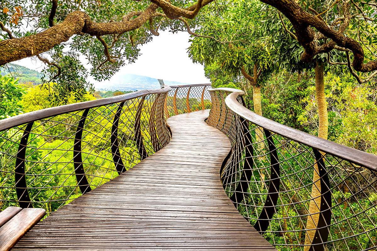 เที่ยวเคปทาวน์-สวนพฤกษศาสตร์แห่งชาติ Kirstenbosch