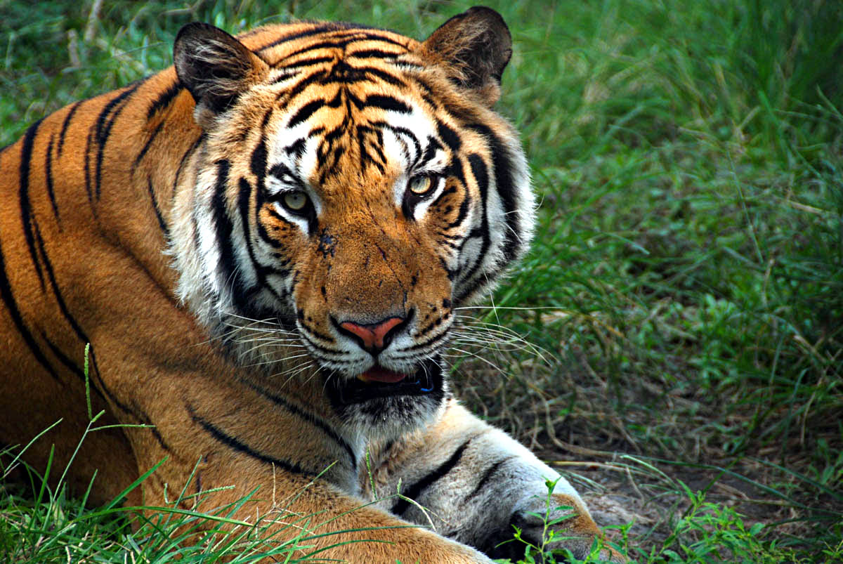 Bali Safari & Marine Park