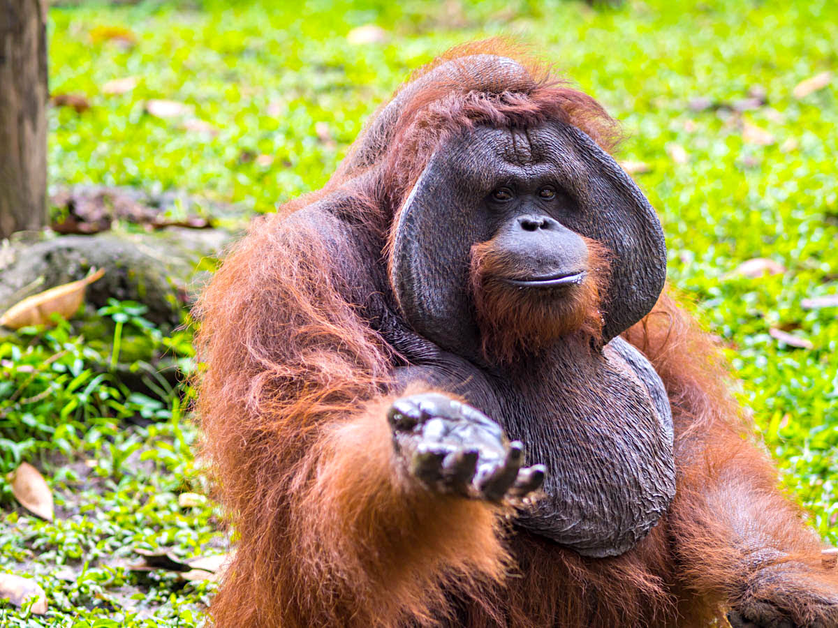Bali Zoo