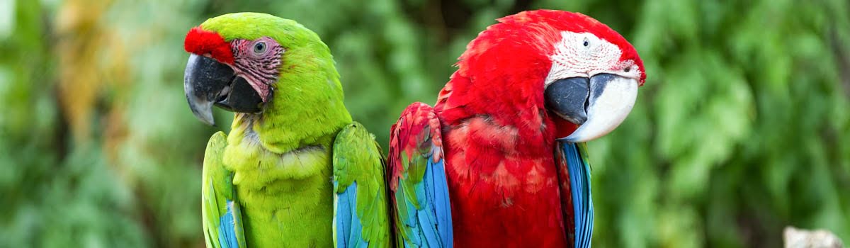 Bali Bird Park: Useful Tips on Opening Hours, Tickets and Exhibits