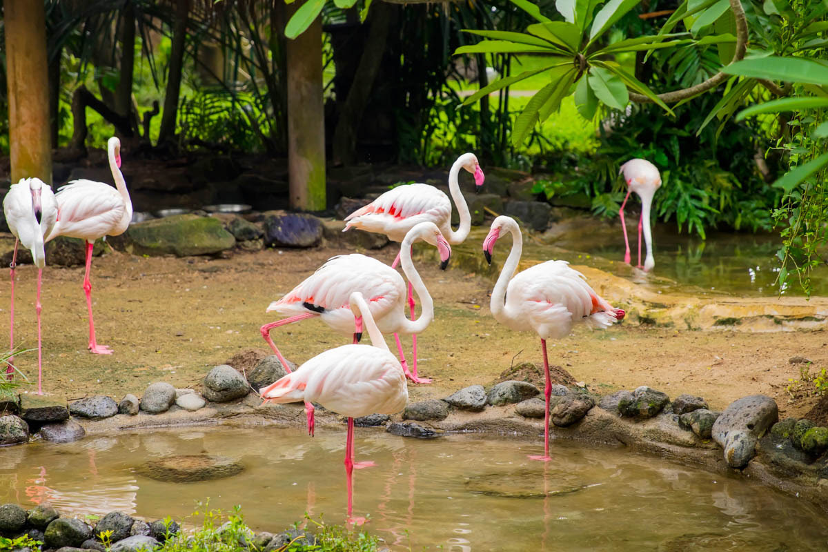Bali bird park-Flamingos