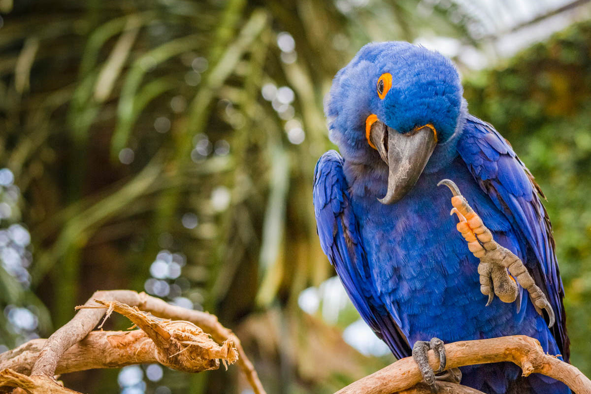 Bali bird park-Hyacinth Macaw