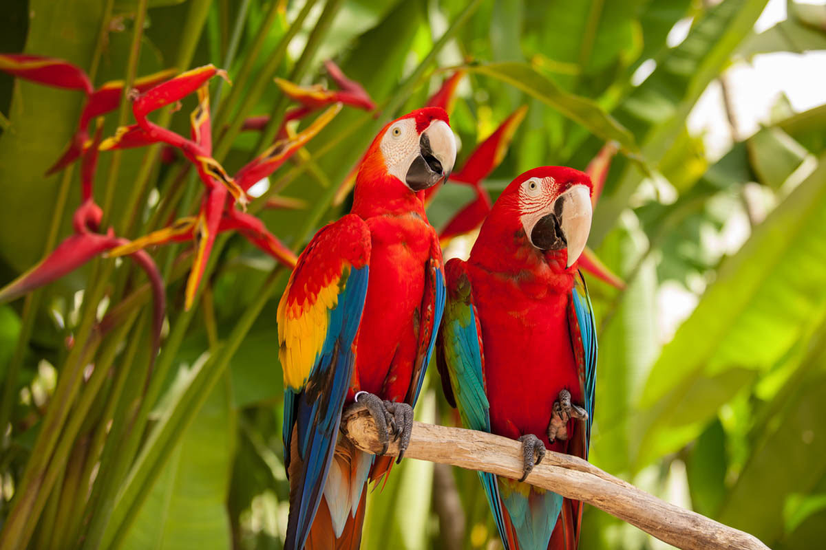 Bali bird park-Parrots