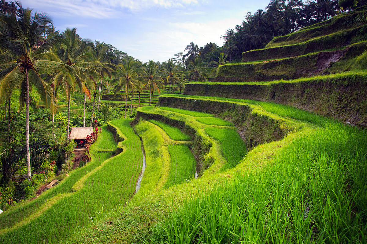 5-Day Bali Itinerary Hotels Near Tegallalang Rice Terrace Ubud