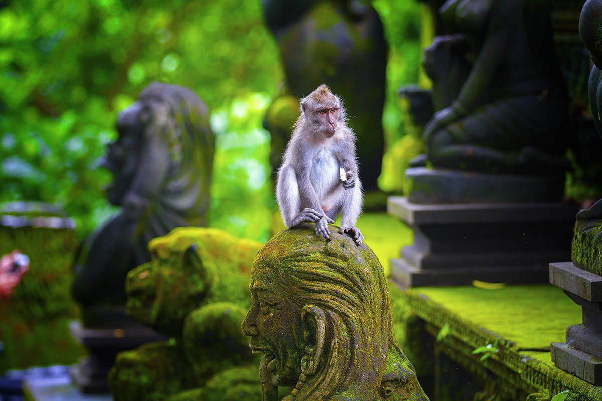 Bali itinerary-Ubud Monkey Forest