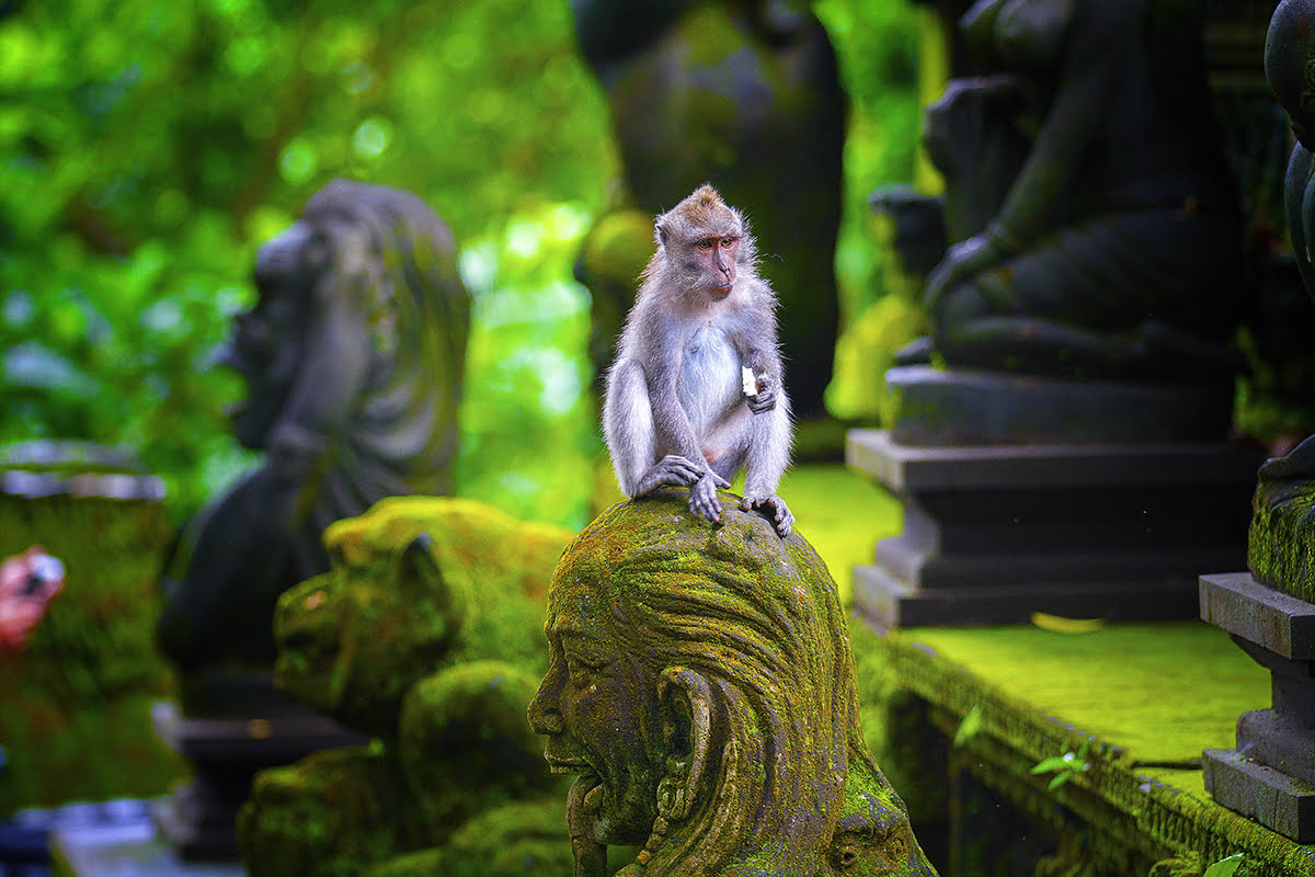 Hutan Suci Monyet Suci, Bali