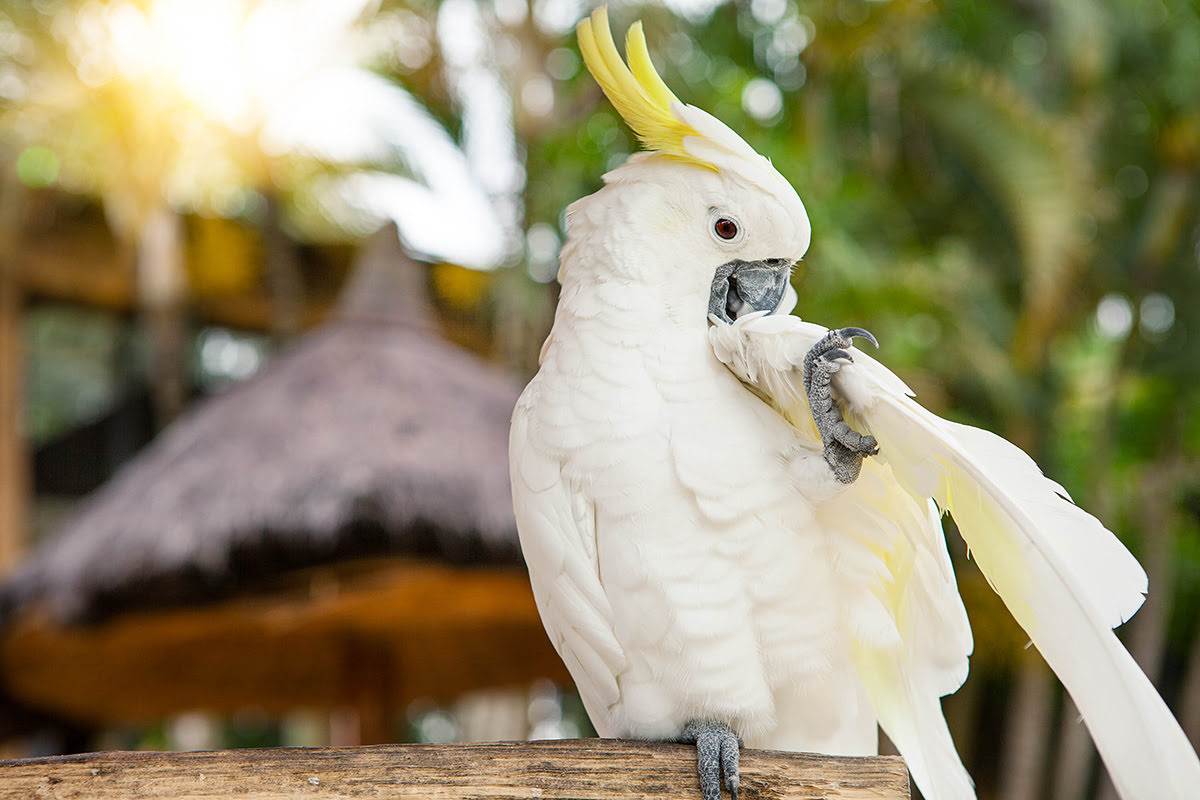 Bali zoo-Cockatoo