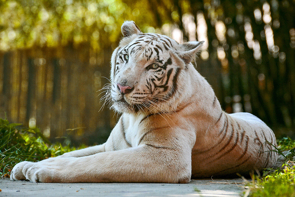 Bali zoo-Tiger