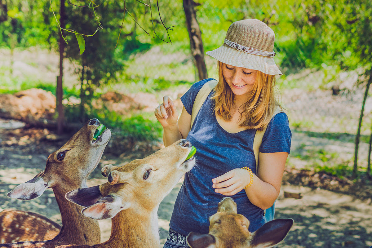 Bali zoo-Visitor feeding deer