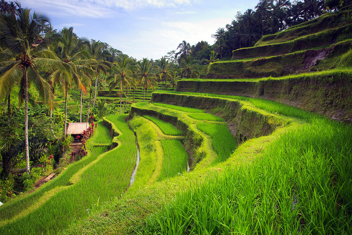 印尼巴厘島烏布的Tegalalang水稻梯田