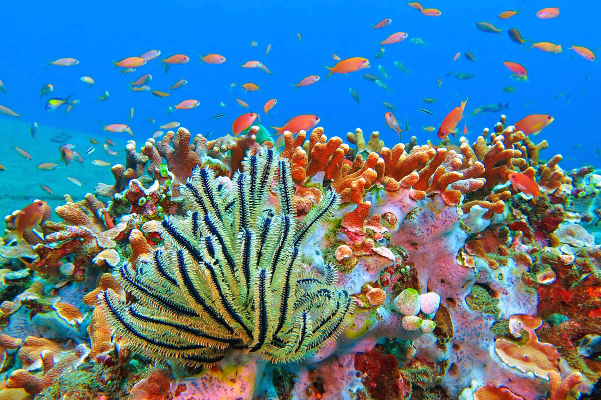 Bali diving-marine life-corral