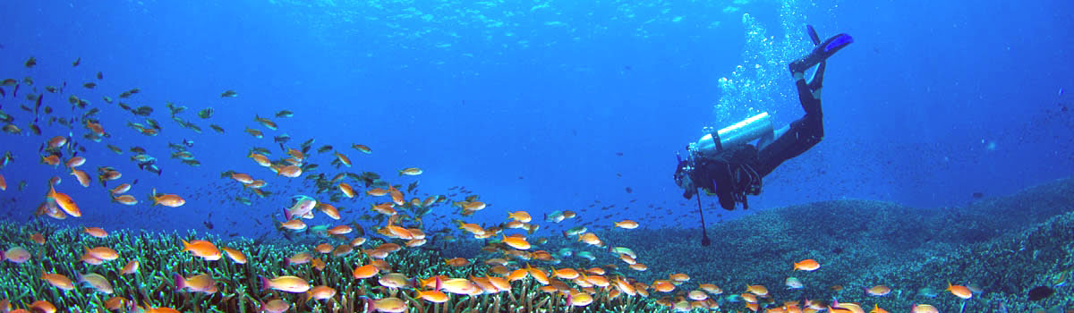 Bali Diving Guide: PADI Scuba &#038; Snorkeling Spots, Beginners to Advanced