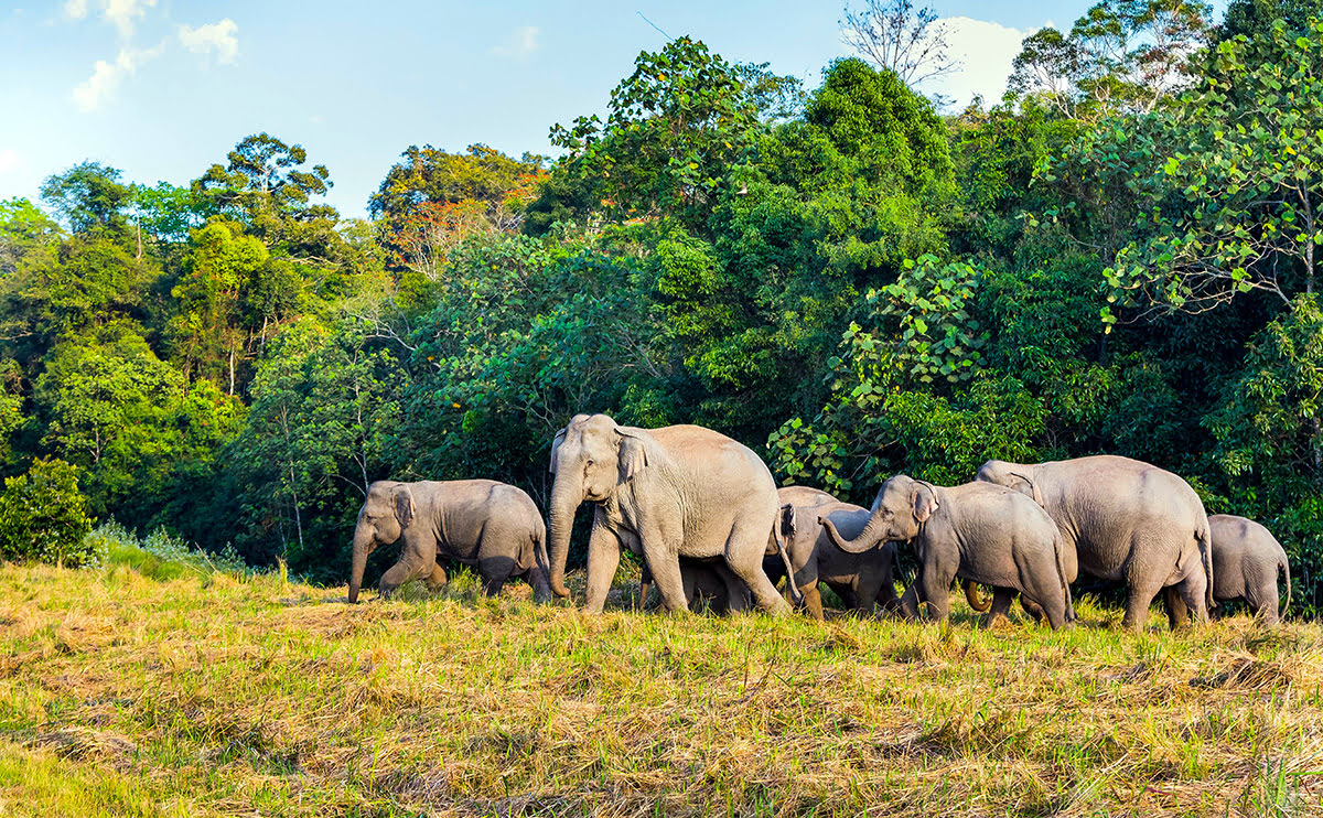 Family-friendly villas in Hua Hin-Thailand-island getaways-Hutsadin Elephant Foundation
