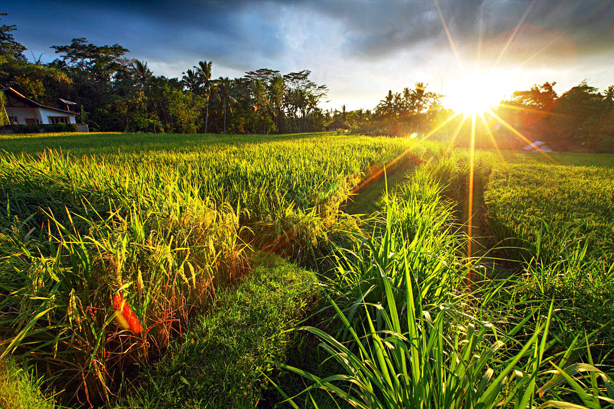 Things to do in Ubud-Kajeng Rice Field Walk