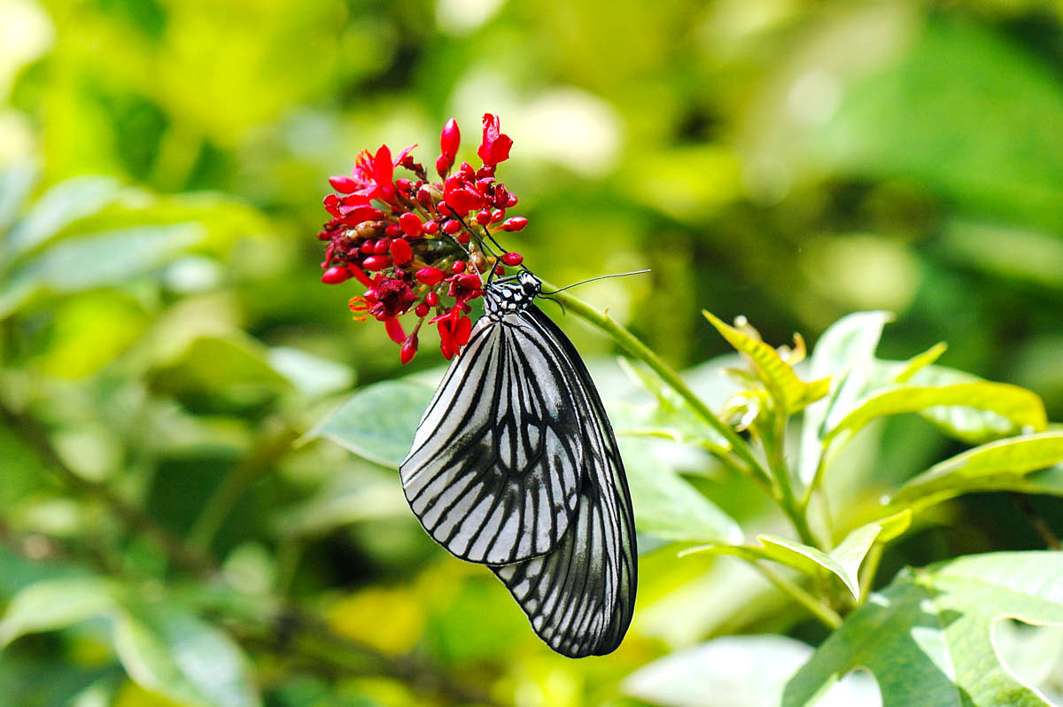 Tegenungan Waterfall-Kemenuh Butterfly Park