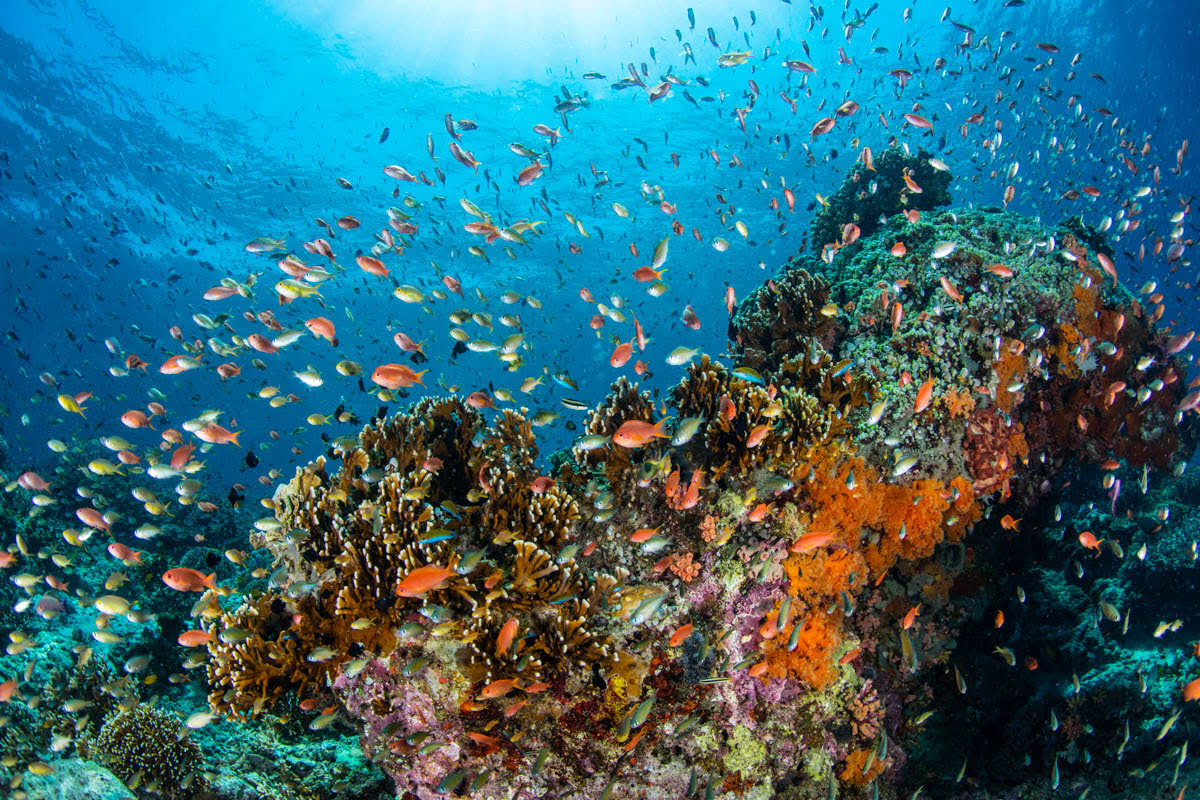 Nusa Penida-Underwater world