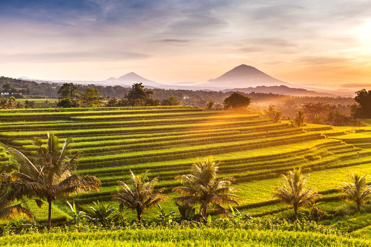 Things to do in Ubud-rice terraces