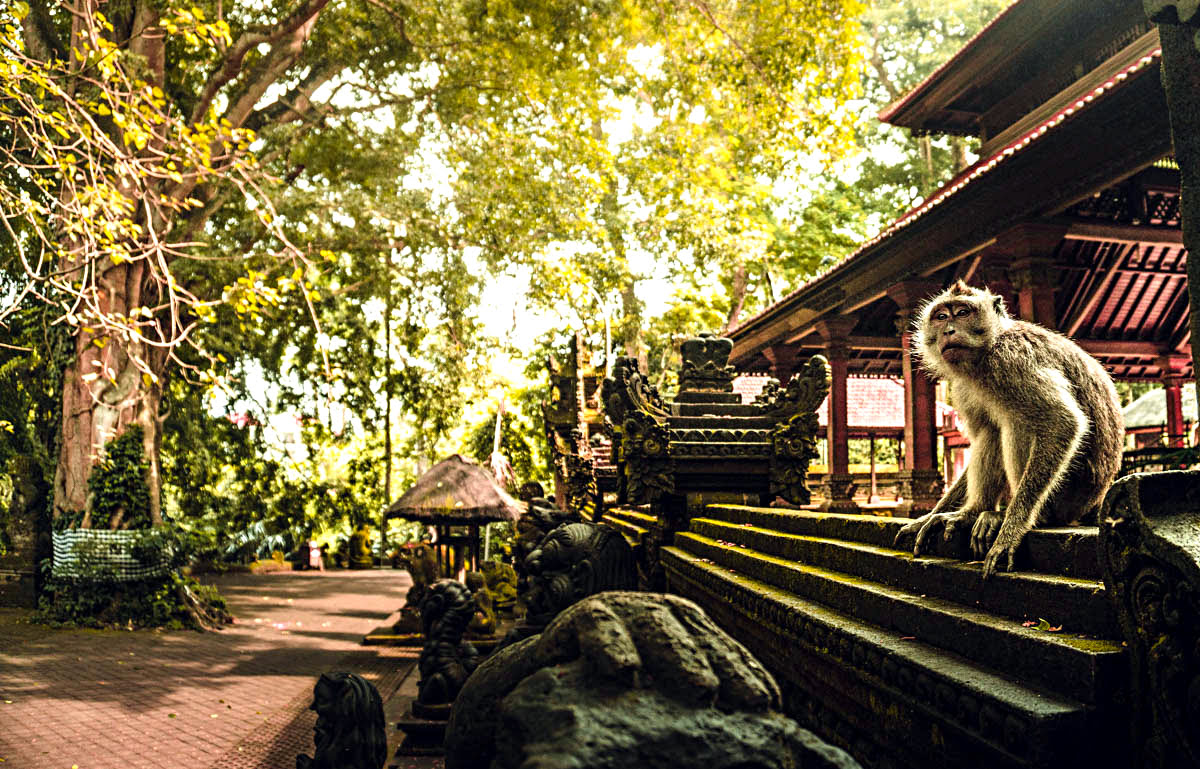 What to do in Bali-Sacred Monkey Forest Sanctuary