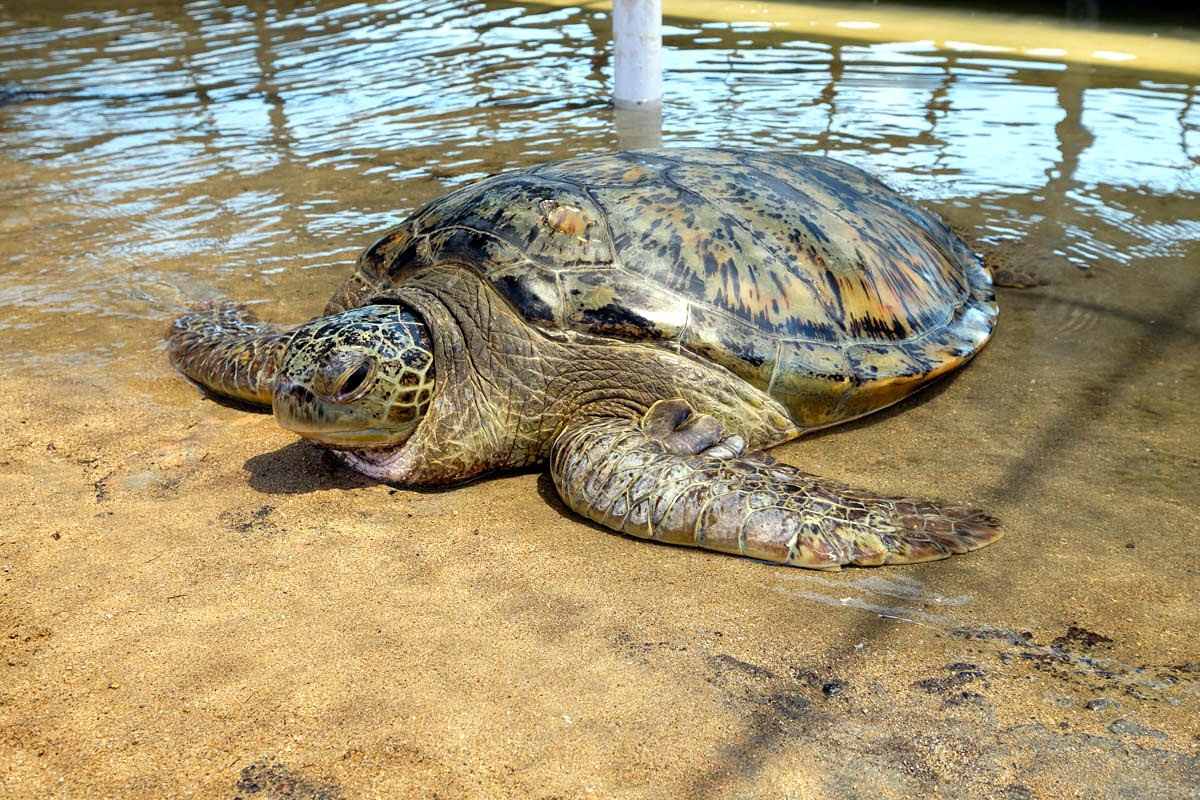 กิจกรรมในนูซาดูอา-ศูนย์อนุรักษ์และศึกษาเต่าเกาะ Serangan