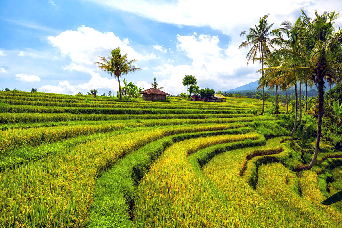 What to do in Bali-Tabanan rice terraces-sunrise-sunset