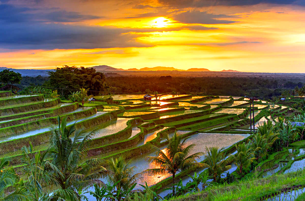 What to do in Bali-Tabanan rice terraces
