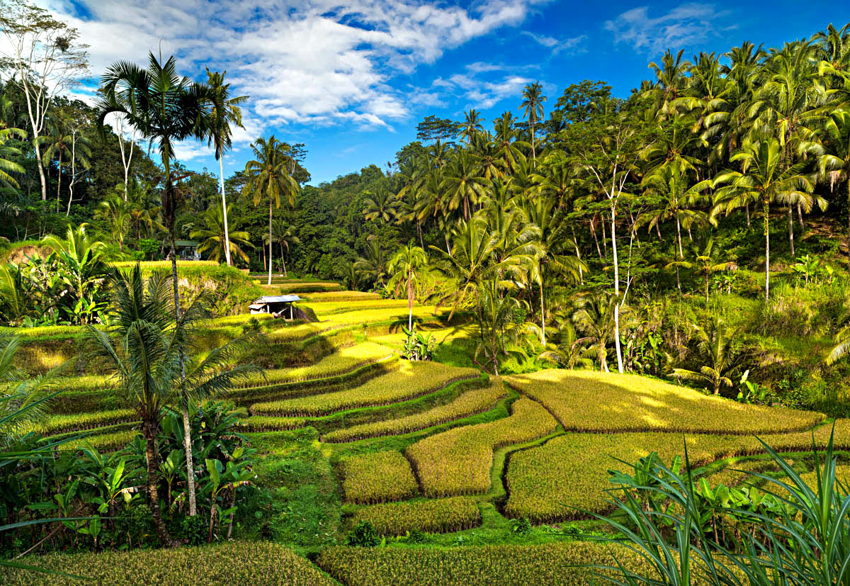 Teres Padi Tegallalang di Bali, Indonesia