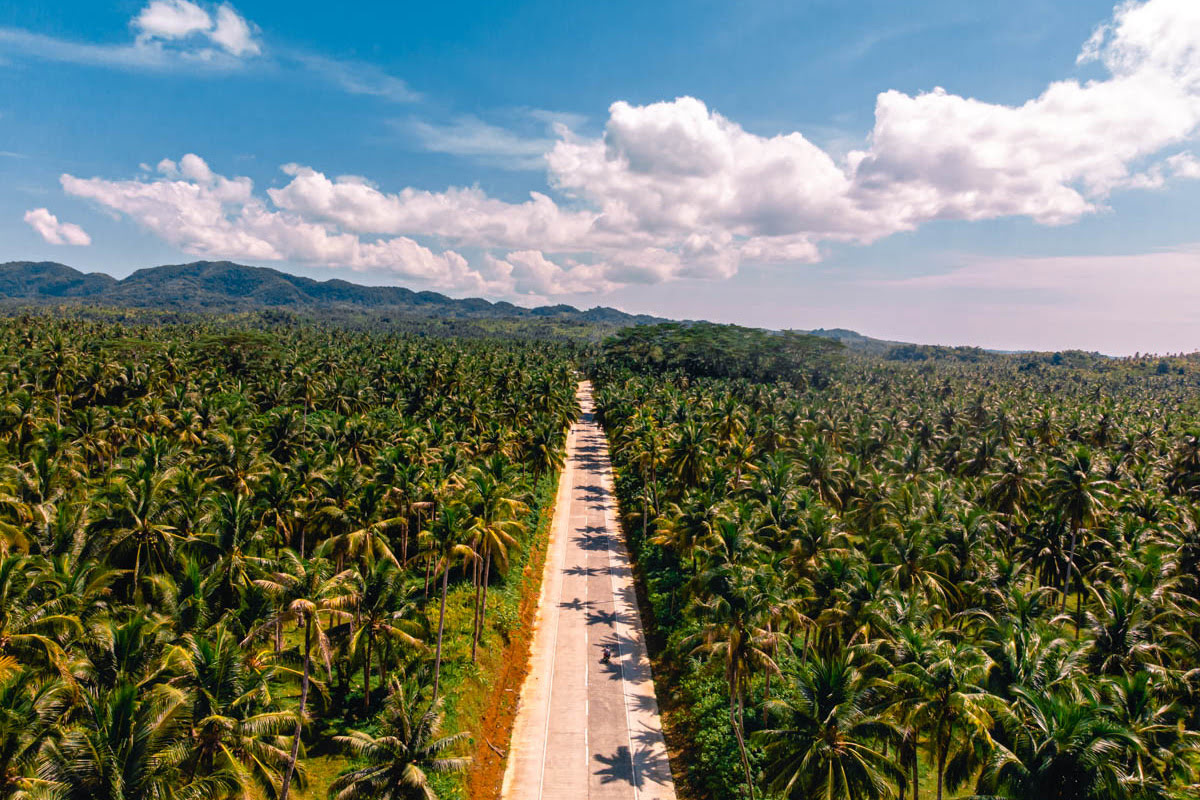 เที่ยวเกาะเซียร์เกา-Palm tree road