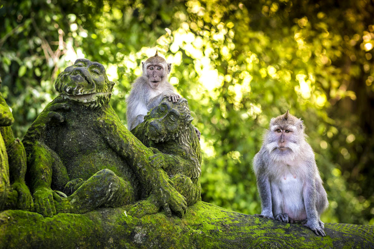 แผนเที่ยวบาหลี-ป่าลิงอูบุด