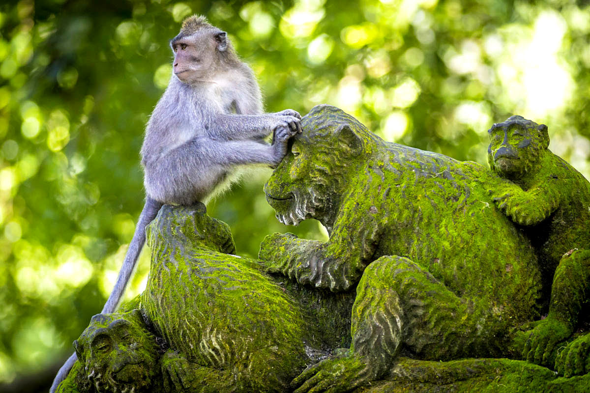 ที่เที่ยวอูบุด-เขตรักษาพันธุ์ลิงป่าอูบุด
