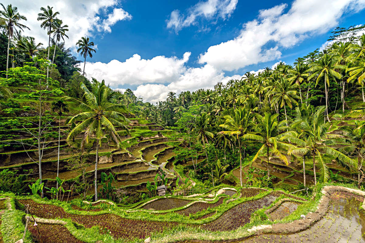 Tegalalang-Reisterrasse, Ubud, Bali Tegalalang-Reisterrasse, Ubud, Bali