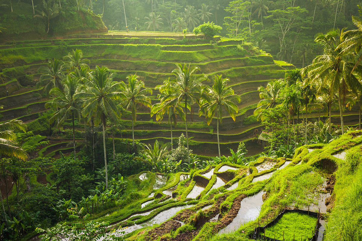 Where to go in Bali-Ubud rice terrace