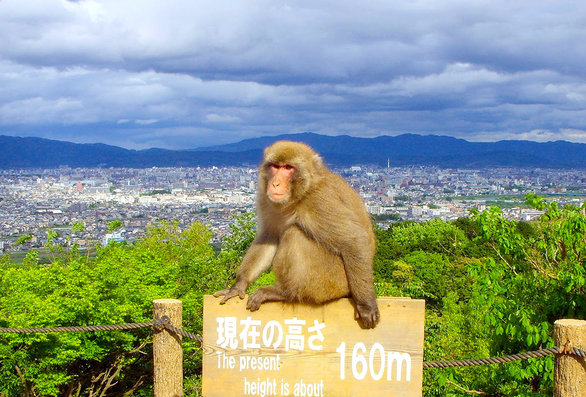 京都観光-日本-嵐山モンキーパークいわたやま