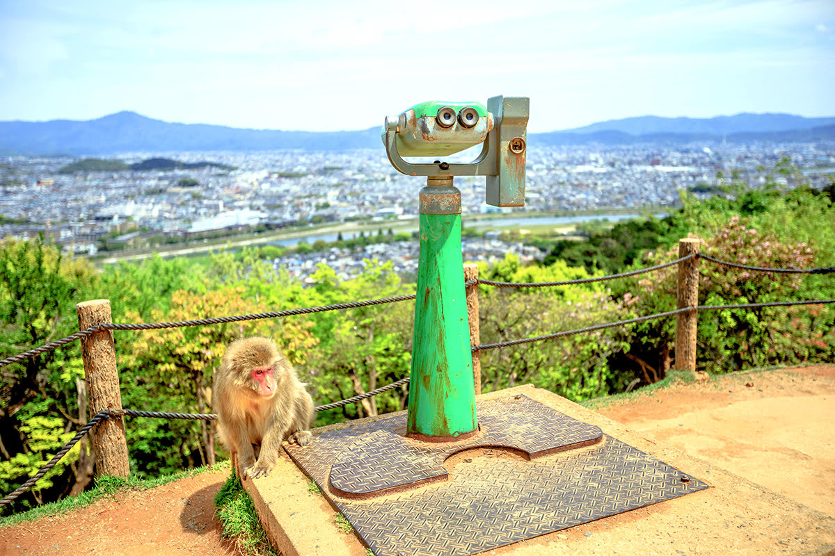 嵐山のホテル-京都-日本-竹林-モンキーパーク