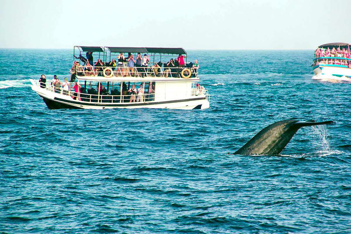 스리랑카의 즐길거리-미리사(Mirissa)에서 대왕 고래 관찰하기
