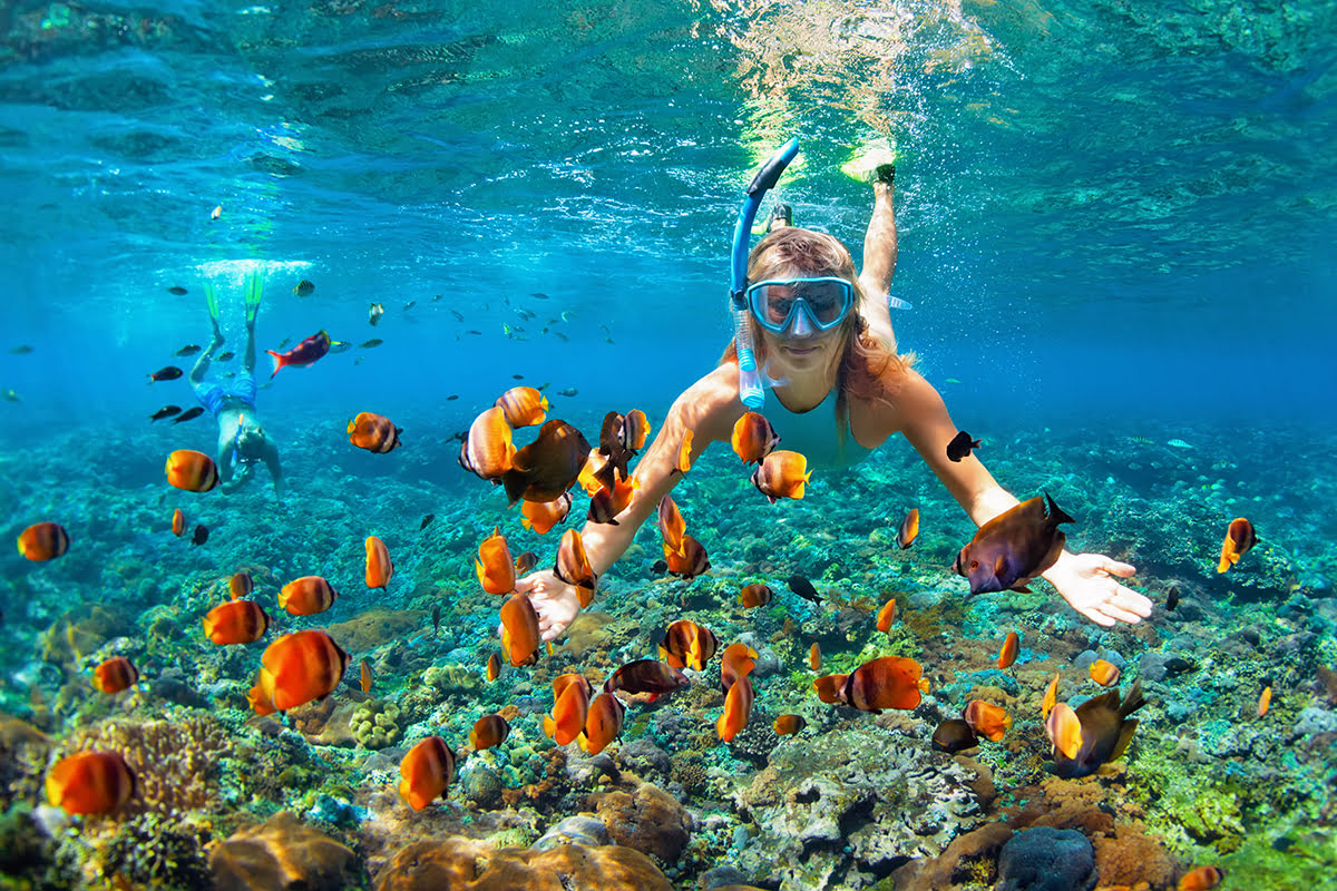 Coral island-Snorkeling