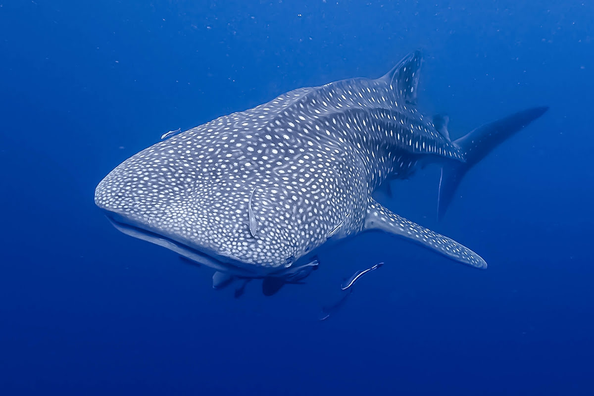 Coral island-Whale shark