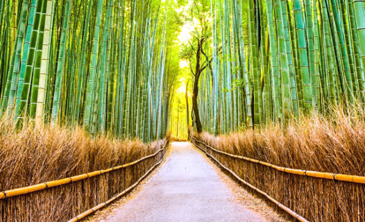 Exploring Arashiyama | A Guide to Kyoto's Bamboo Forest & Monkey Park