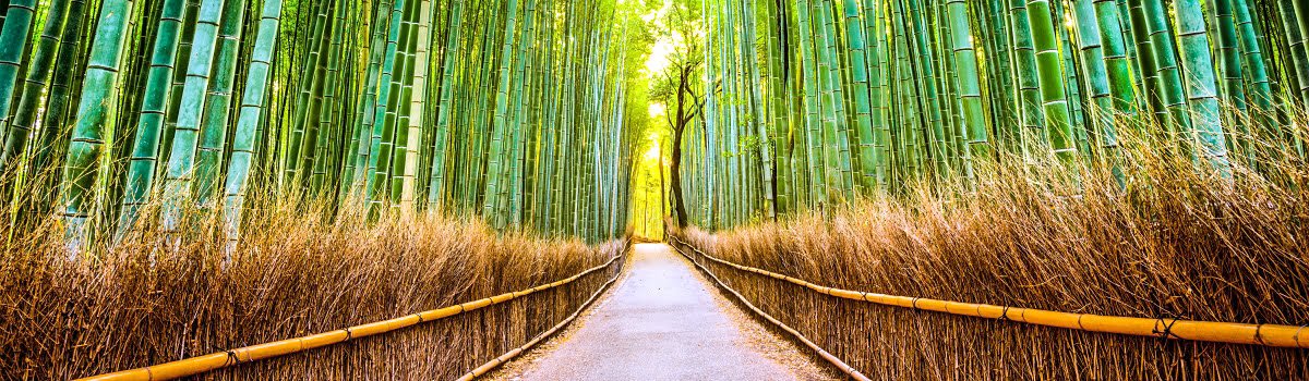 Exploring Arashiyama | A Guide to Kyoto&#8217;s Bamboo Forest &#038; Monkey Park