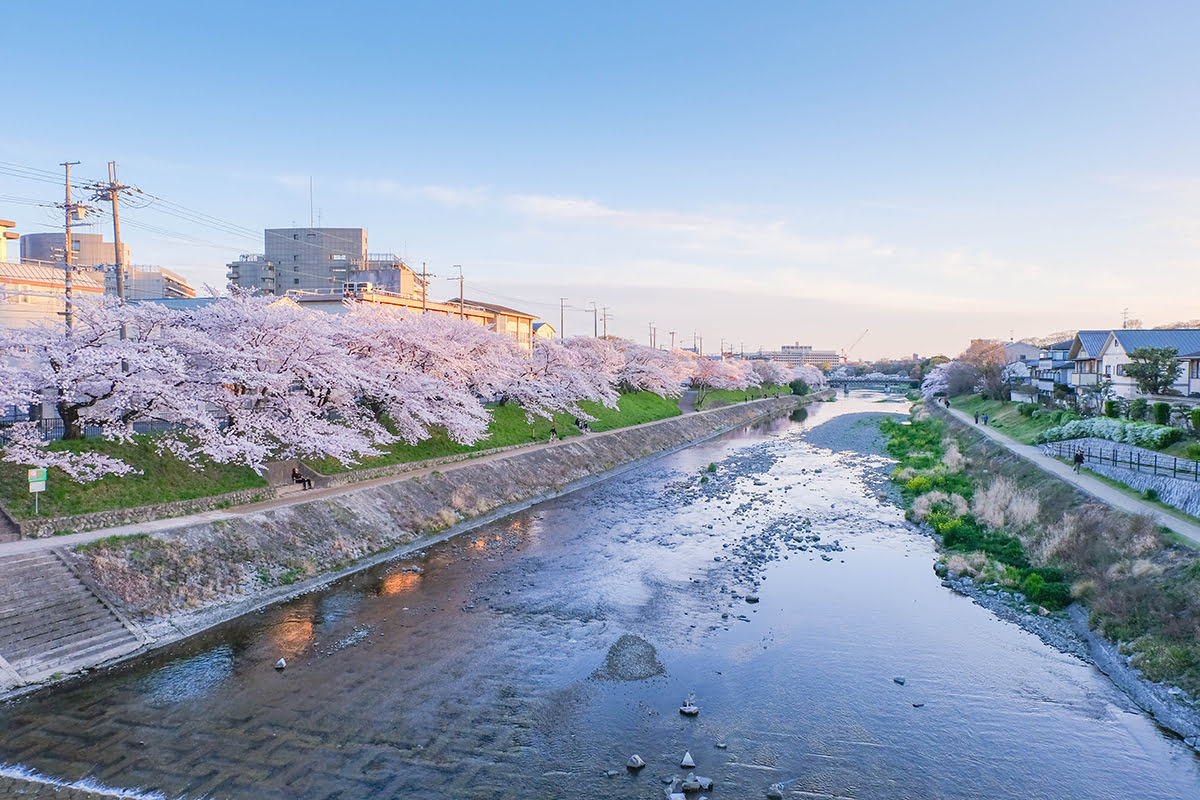 Kamo river-Kamo river with sakura
