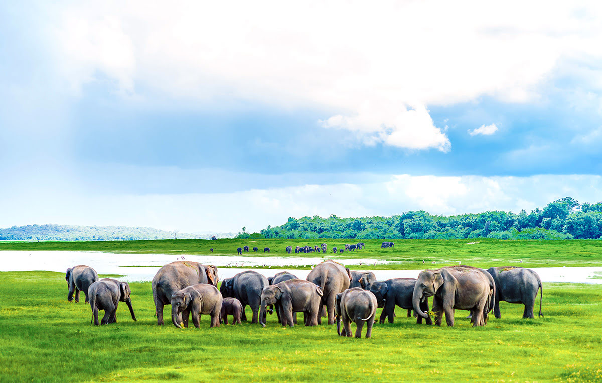 Things to do in Sri Lanka-Kaudulla National Park