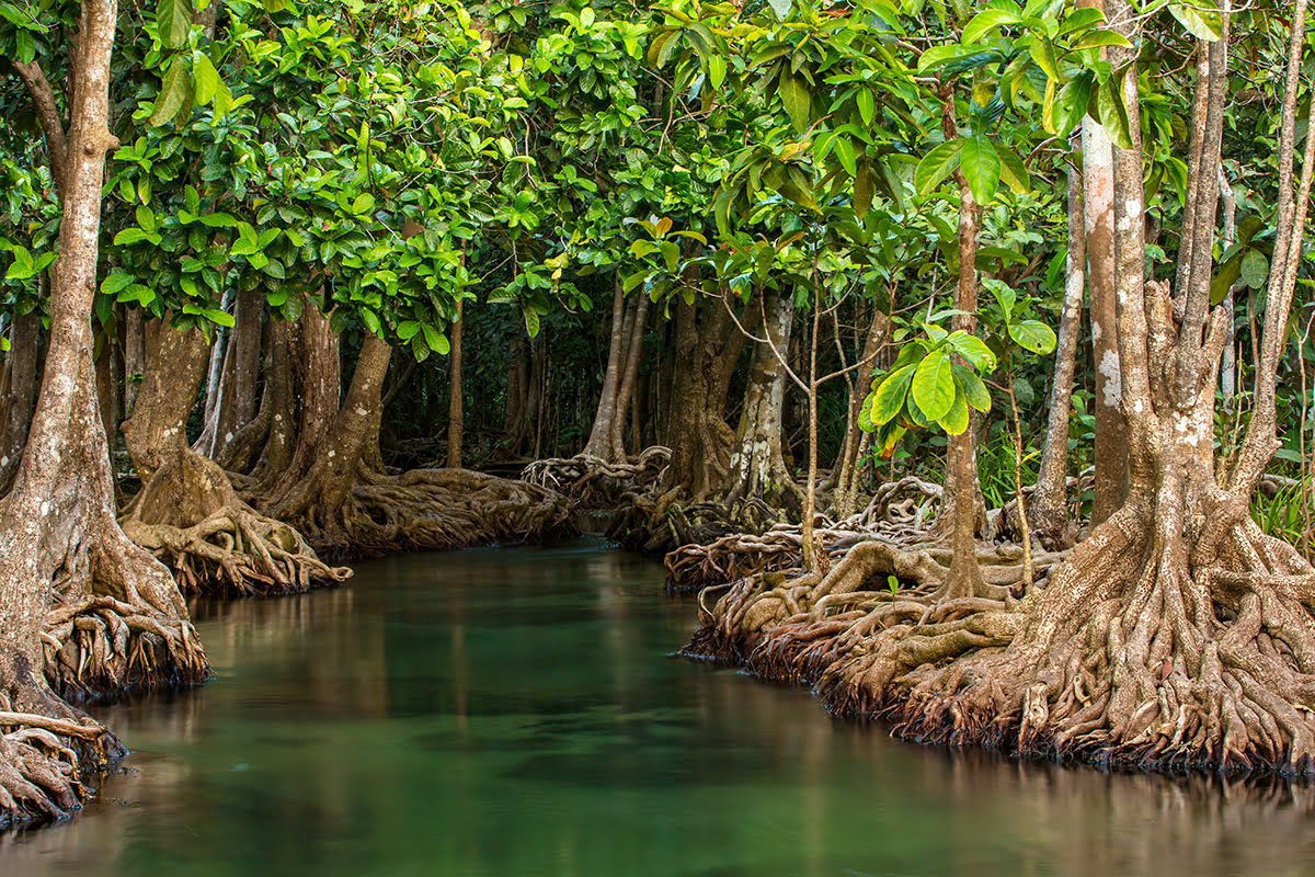 Koh Yao Noi-Mangroves