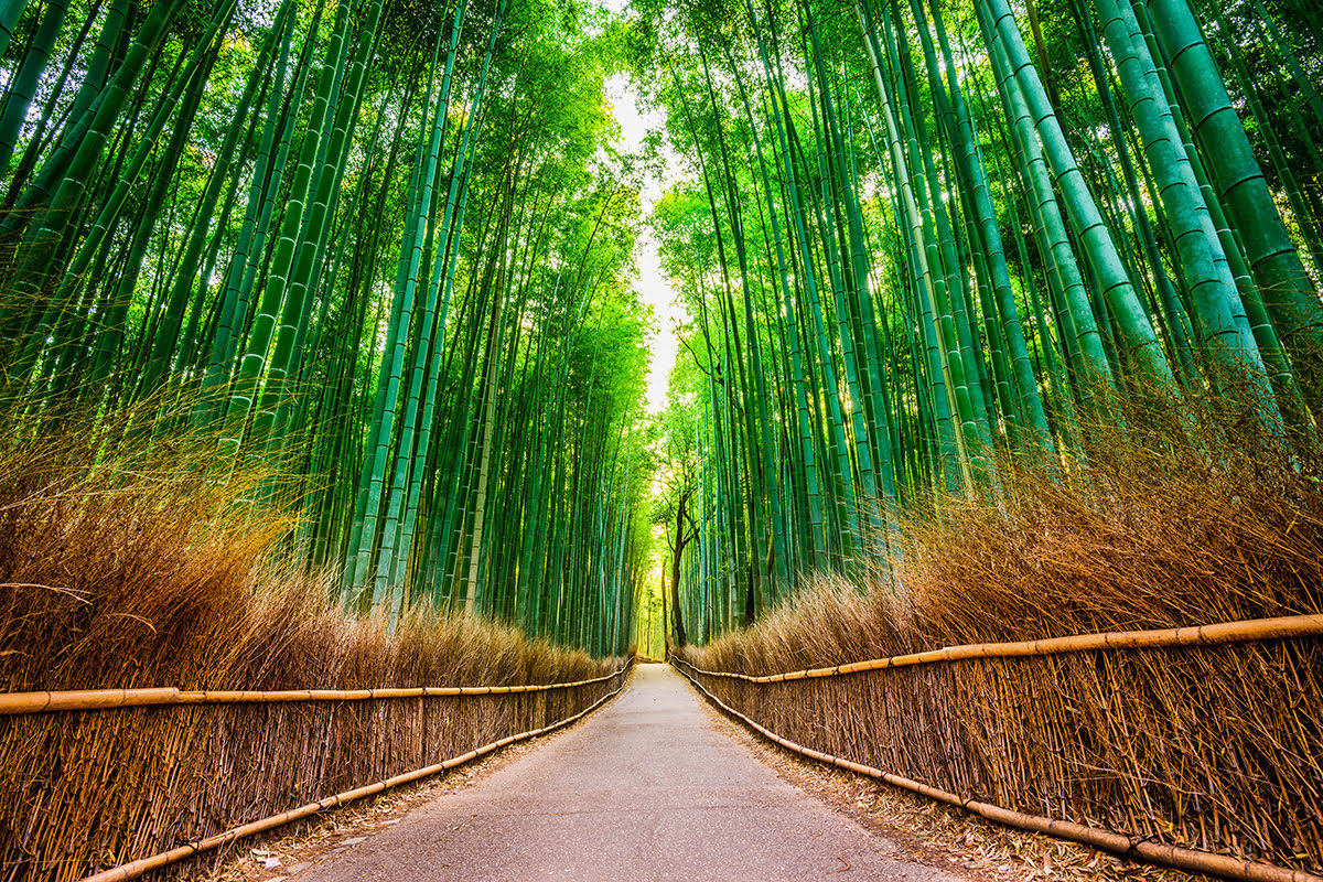 京都モデルコース-嵯峨野 竹林の道