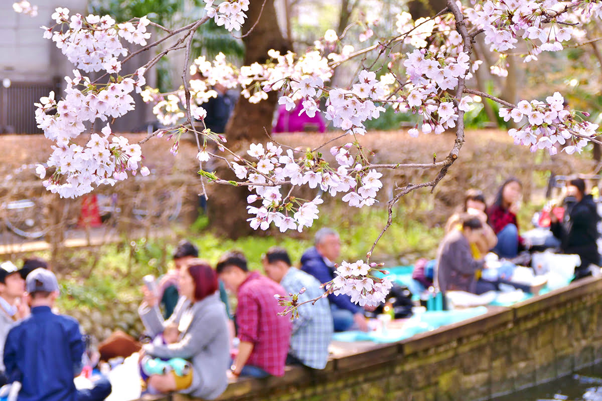 Maruyama park-Tourists enjoying meals under sakura trees