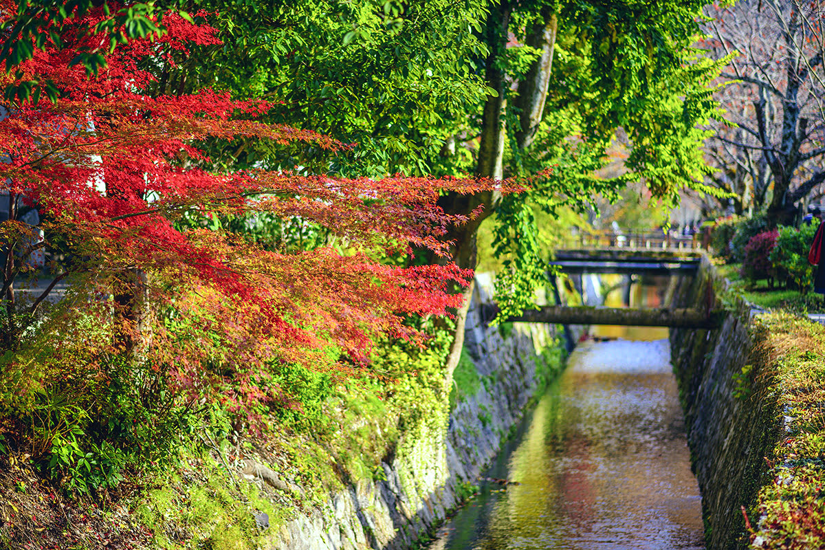 Things to do in Kyoto-Japan-Philosopher's Path-spring cherry blossom-fall foliage