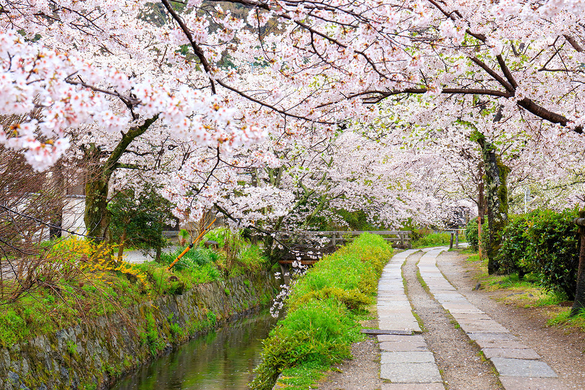 京都観光-日本-哲学の道