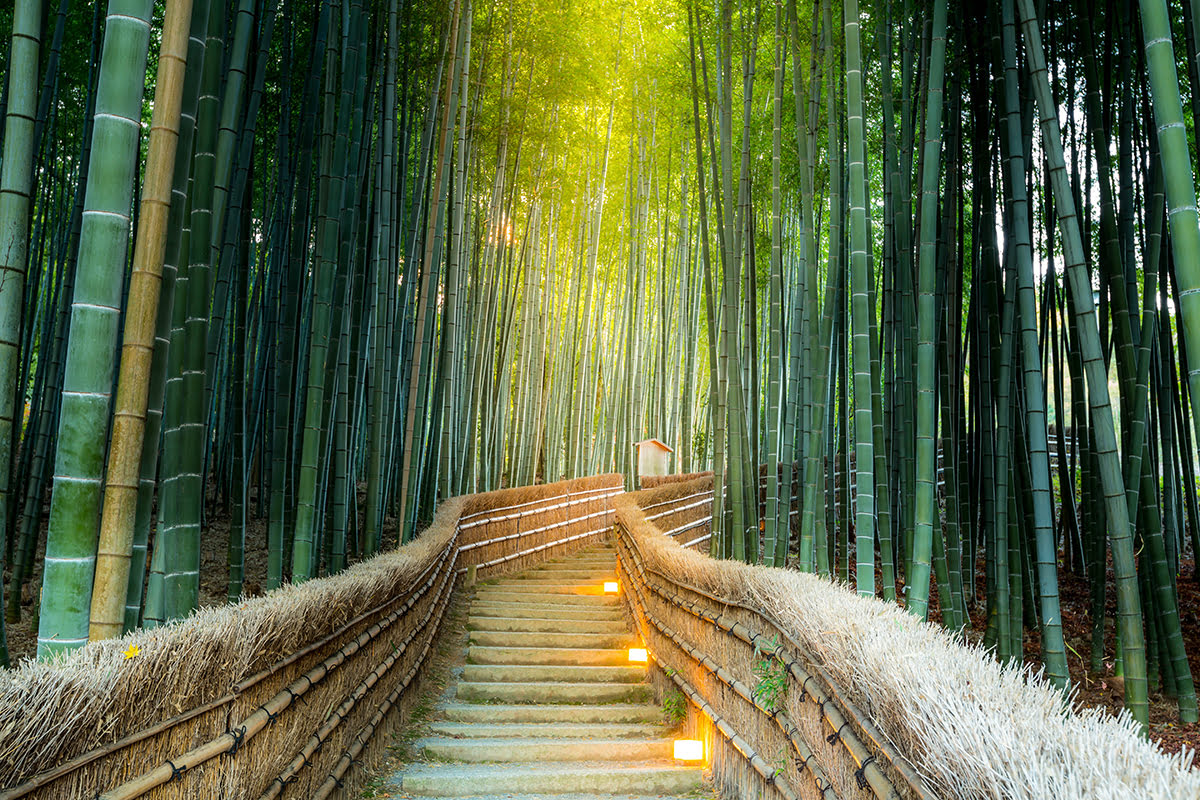 無料 京都-嵐山-竹林の道