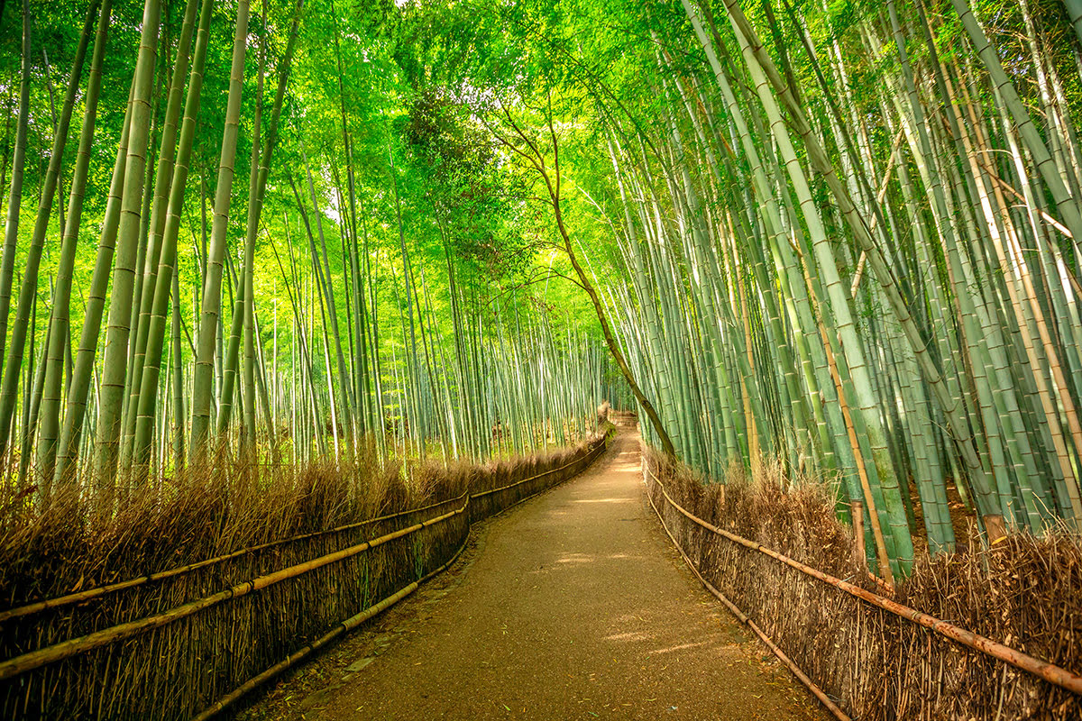 嵐山竹林、京都、日本