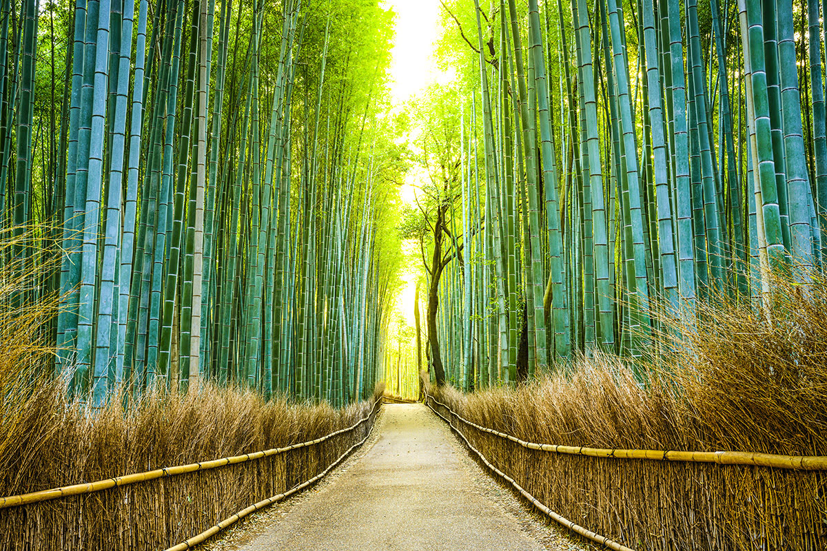 Kyoto sightseeing-Japan-Sagano Bamboo Forest