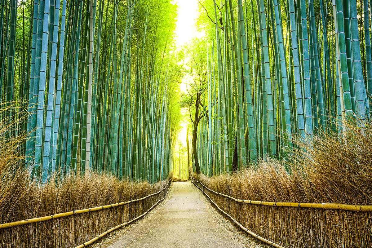 京都観光-日本-嵯峨野 竹林の道