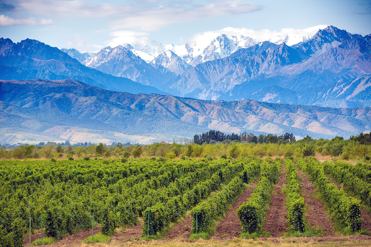 mendoza argentina winery tours